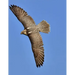 Falcon: Birds of Prey in the Genus Falco, Which Includes about 40 Species. Falcons Are Widely Distributed on All Continents of