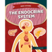 Endocrine System