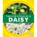 The Life Cycle of a Daisy