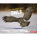 On the Hunt with Owls