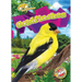 Goldfinches