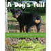 A Dog's Tail: Alice's hindsight of alcohol abuse in her family