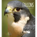 Falcons