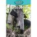 Anteaters