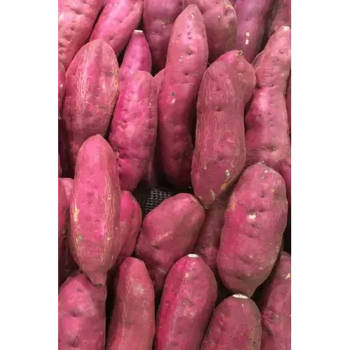 Sweet Potatoes: The Sweet Potato Is a Dicotyledonous Plant That Belongs to the Bindweed or Morning Glory Family, Convolvulaceae. Its L