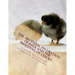 The Artificial Incubation of Eggs and the Brooding of Chicks