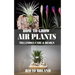 How to Grow Air Plants: Tillandsia Care and Design