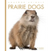 Prairie Dogs