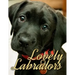 Lovely Labradors