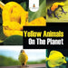 Yellow Animals On The Planet