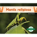 Mantis Religiosa (Praying Mantis)