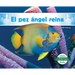 El Pez Ángel Reina (Queen Angelfish)