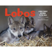 Lobos: A Wolf Family Returns to the Wild