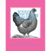 Wyandotte Chickens and How To Judge Them: Chicken Breeds Book 7