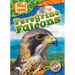 Peregrine Falcons