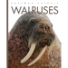Walruses