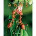Ants: Amazing Pictures & Fun Facts on Animals in Nature