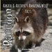 Raccoon: Aakash and Adithya's Wild Facts
