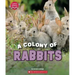 A Colony of Rabbits (Learn About: Animals)