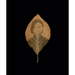 Binh Danh: The Enigma of Belonging