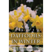 Daffodils in Winter