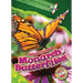 Monarch Butterflies