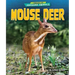 Mouse Deer