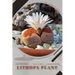 Lithops Plant: Plant Guide