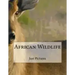 African Wildlife