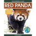 Red Panda