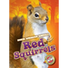 Red Squirrels