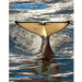 Whales: Whale Facts for Kids, Whales Gentle Giants of the Sea
