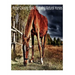 Magical Horses Colouring-In: Horse coloring book featuring natural Horses