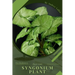 Syngonium Plant: Plant Guide
