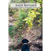 Saint Bernard The Twelve Degrees Of Humility And Pride