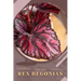 Rex Begonias: Plant Guide