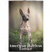 American Hairless Terrier: Dog breed overview and guide