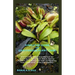 Simplified Guide on Canivorous Plant Care: Discovering Beginners Manual for Growing & Planting of Venus flytrap Flowers with Ideas and Tips on Keeping