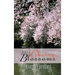 Poetry in Cherry Blossoms