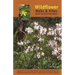 Wildflower Walks & Hikes: North Carolina Mountains