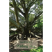 Wishing Tree