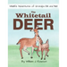 The Whitetail Deer
