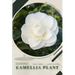 Camellia Plant: Plant Guide