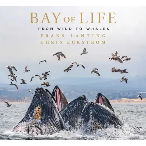 Bay of Life: From Wind to Whales