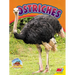 Ostriches