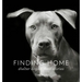 Finding Home: Shelter Dogs and Their Stories