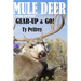 Mule Deer & Other Adventures