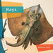 Rays