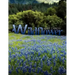 Wildflower