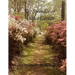 The Splendor of Azalea Garden